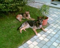 Wir pflegen Ihre Hunde! | Hundesalon &quot;4 Pfoten&quot; in Dresden